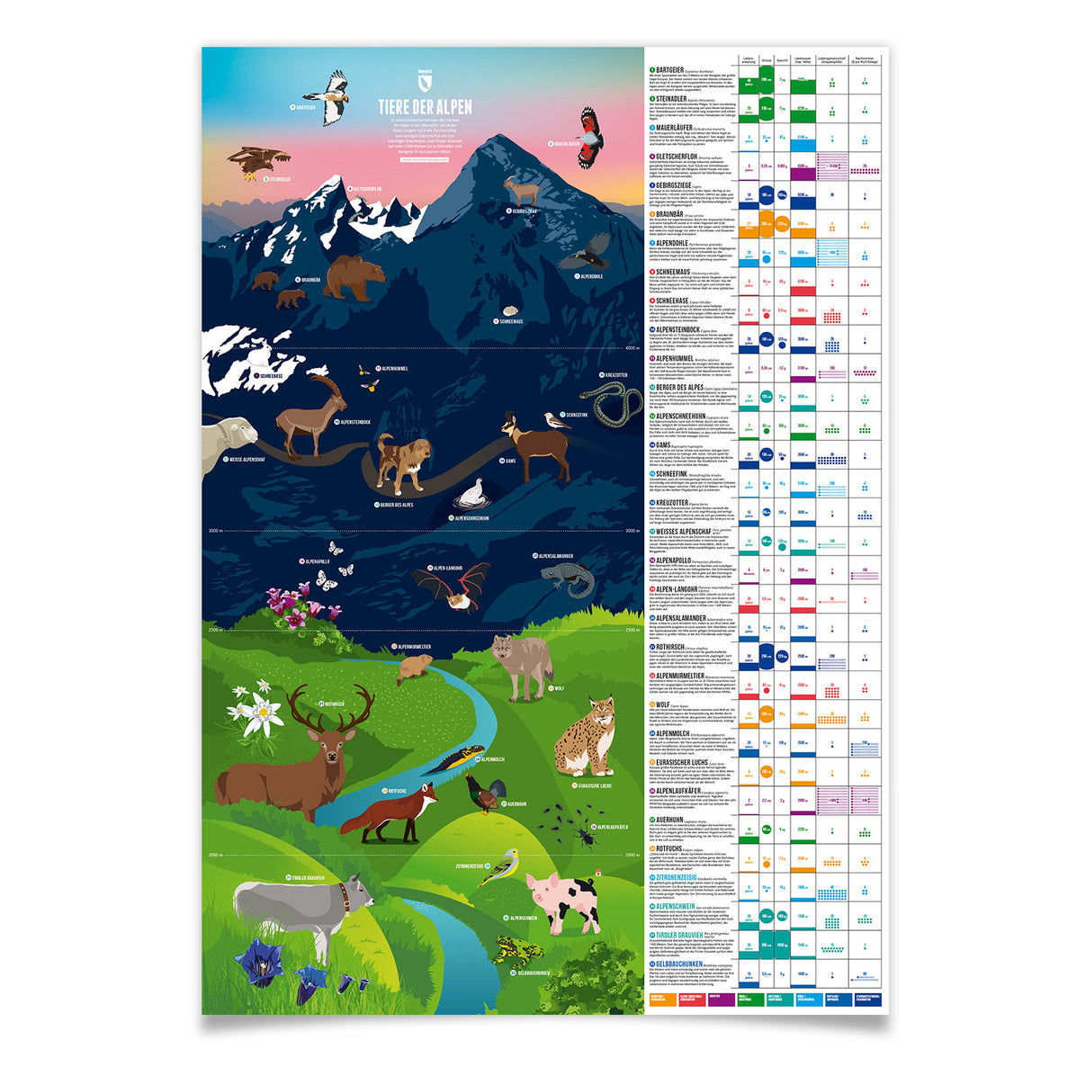 Tiere der Alpen als illustrierter Druck von Marmota Maps auf Papier