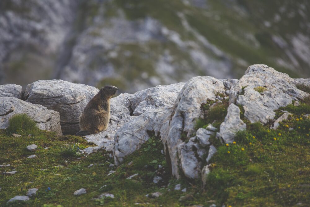 Stelvio National Park 
Marmot