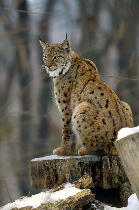 Kalkalpen National Park
Lynx