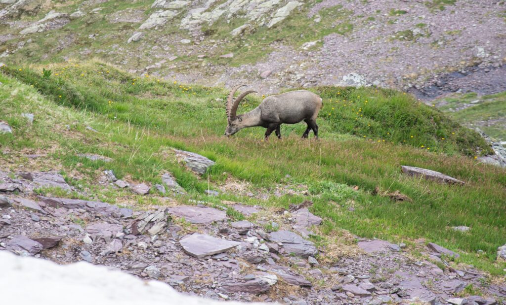 Alpine ibex
Vanoise National Park 